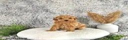 Toy Poodle dogs for sale: Juno - Ad 4