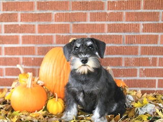 Miniature Schnauzer dogs - Ad 5