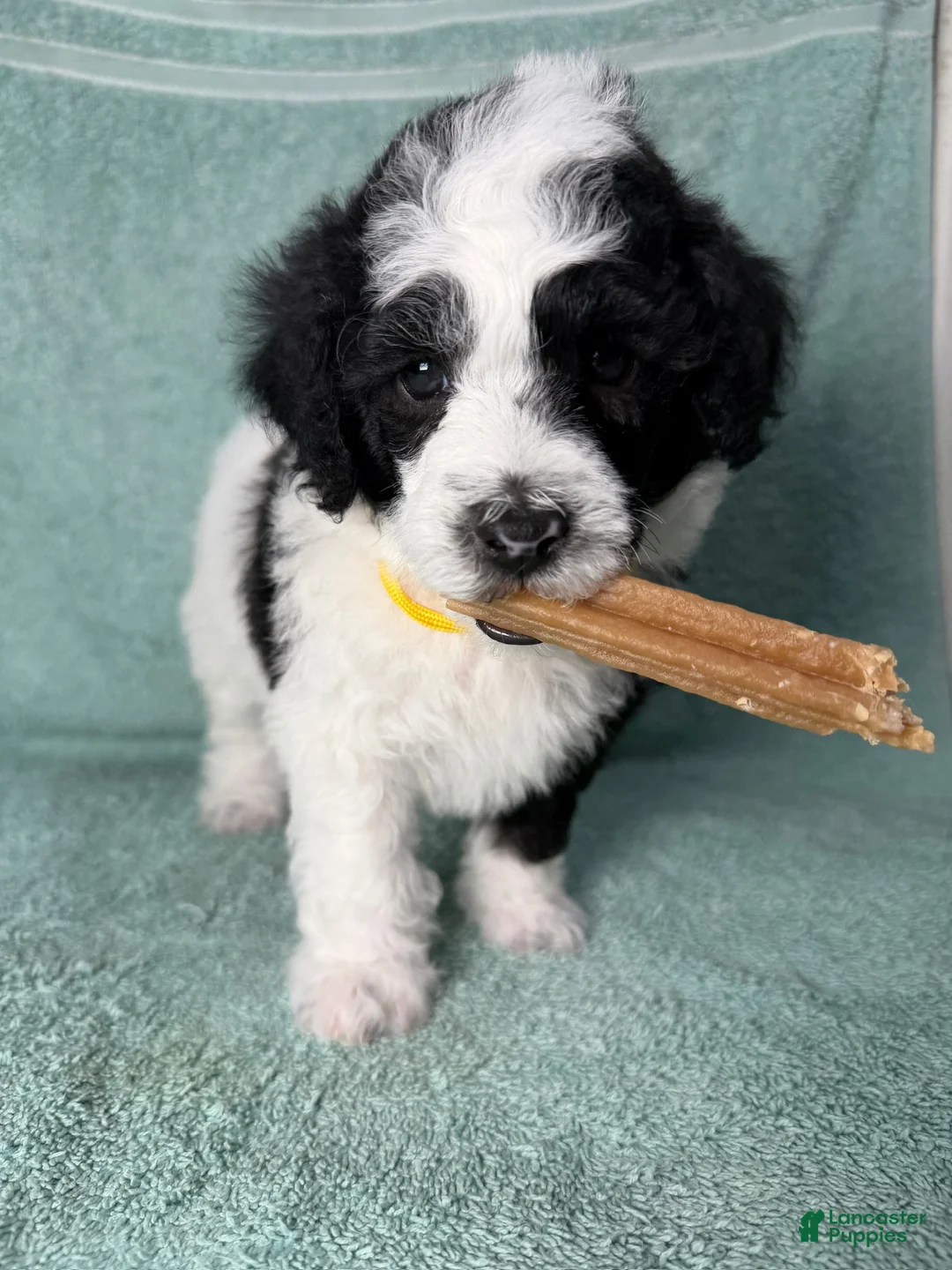 Miniature Poodle dogs for sale: Miniature Poodle Yellow - Ad 2