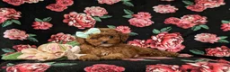 Cavapoo dogs for sale: Gracie Hypoallergenic - Ad 5