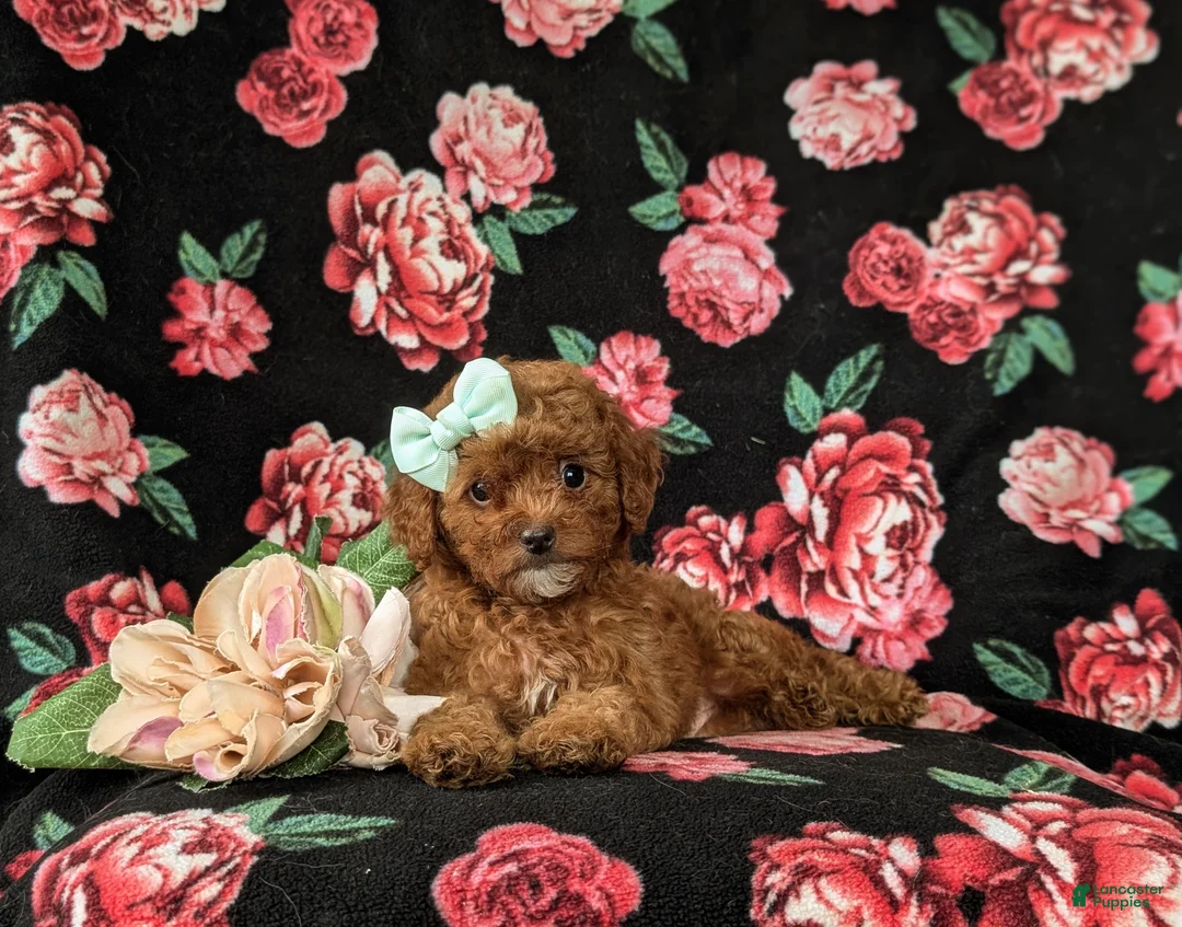 Cavapoo dogs for sale: Gracie Hypoallergenic - Ad 5