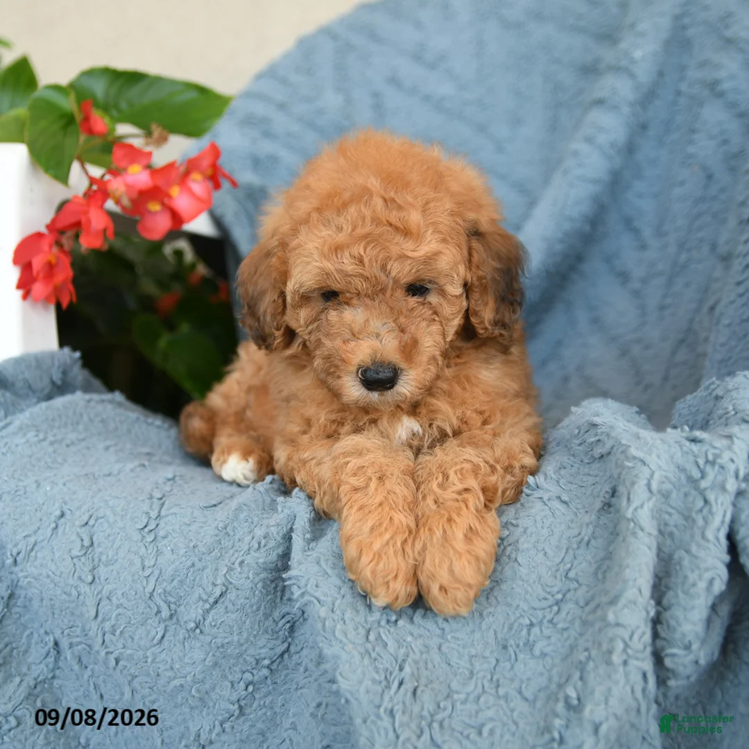 Miniature Poodle dogs for sale: Kaleb - Ad 2