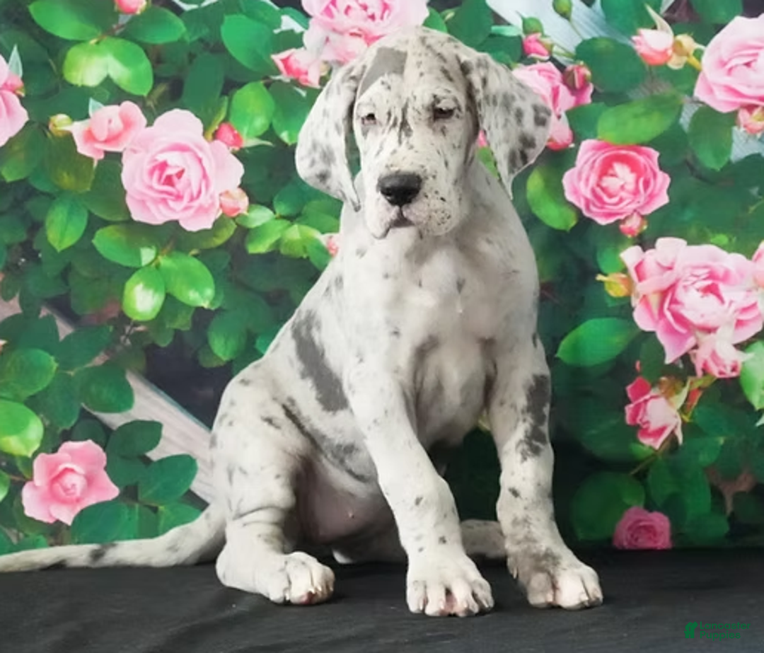 Great Dane dogs for sale: Rita - Ad 3