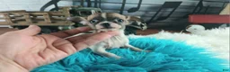 Chihuahua dogs for sale: Debras fawn and white. Hand Delivery  - Ad 1