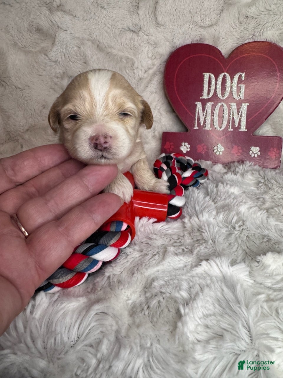 Maltipoo dogs Snoopy - Ad 1