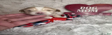 Snoopy