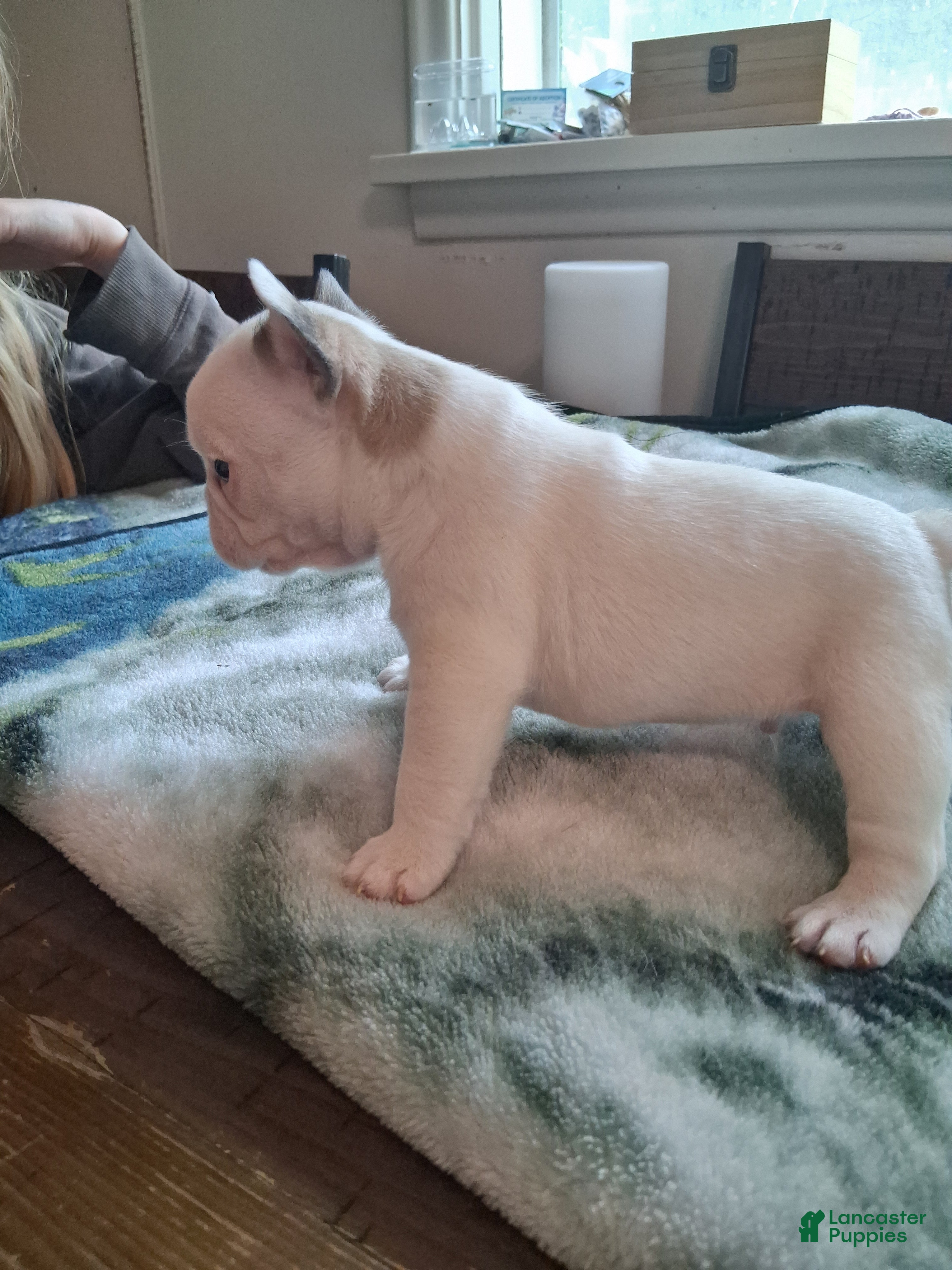French Bulldog dogs for sale: Andy - Ad 3