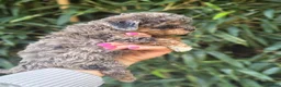 Cockapoo dogs for sale: Cockapoo 1 - Ad 4