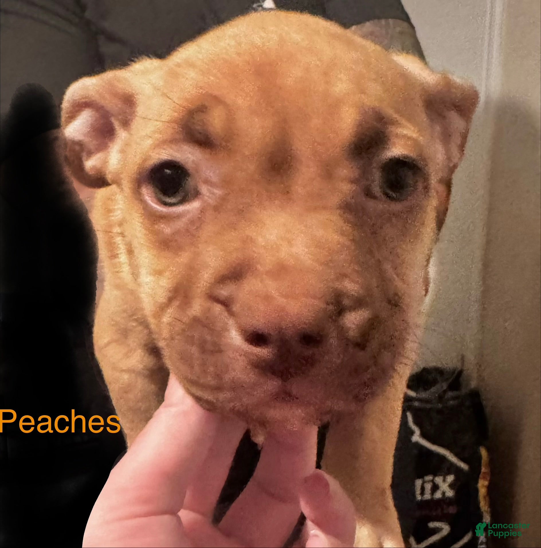 American Bully dogs American Bully Puppy 4 - Ad 18