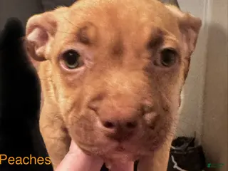 American Bully dogs American Bully Puppy 4 - Ad 18