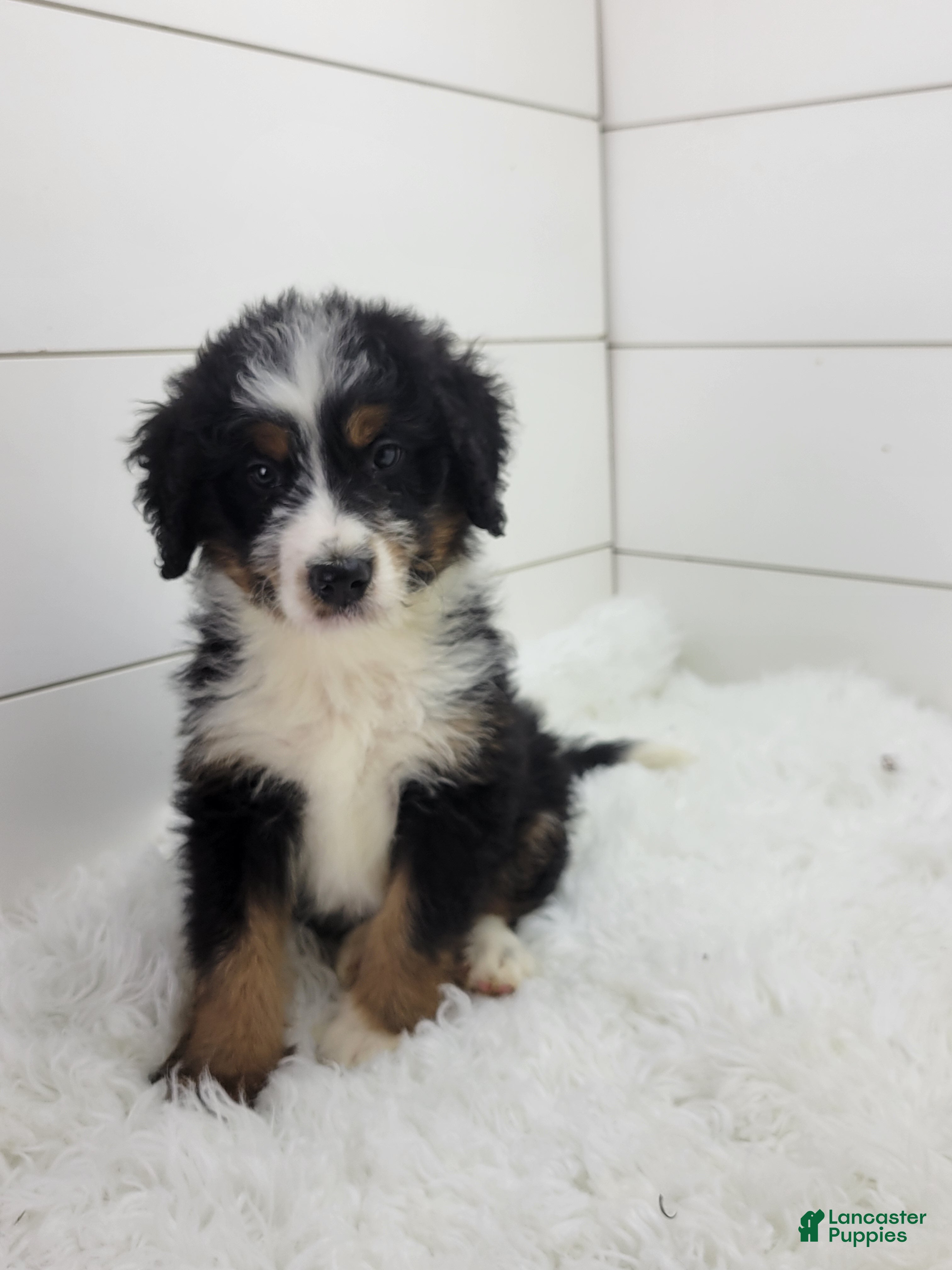 Bernedoodle dogs Bentley - Ad 2