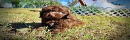 Havapoo dogs for sale: Pringles - Ad 14