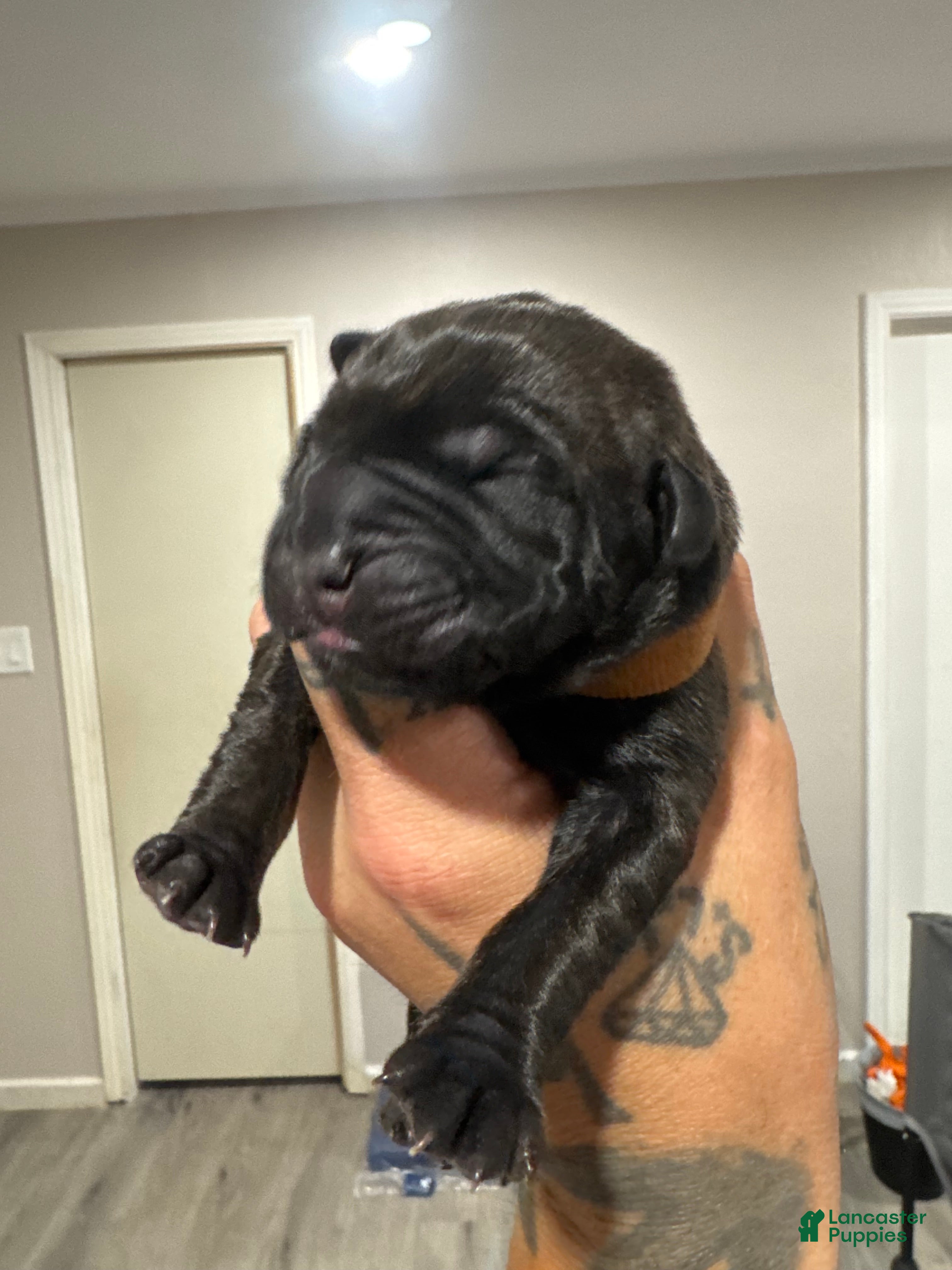 Cane Corso dogs Cane Corso 1 - Ad 20