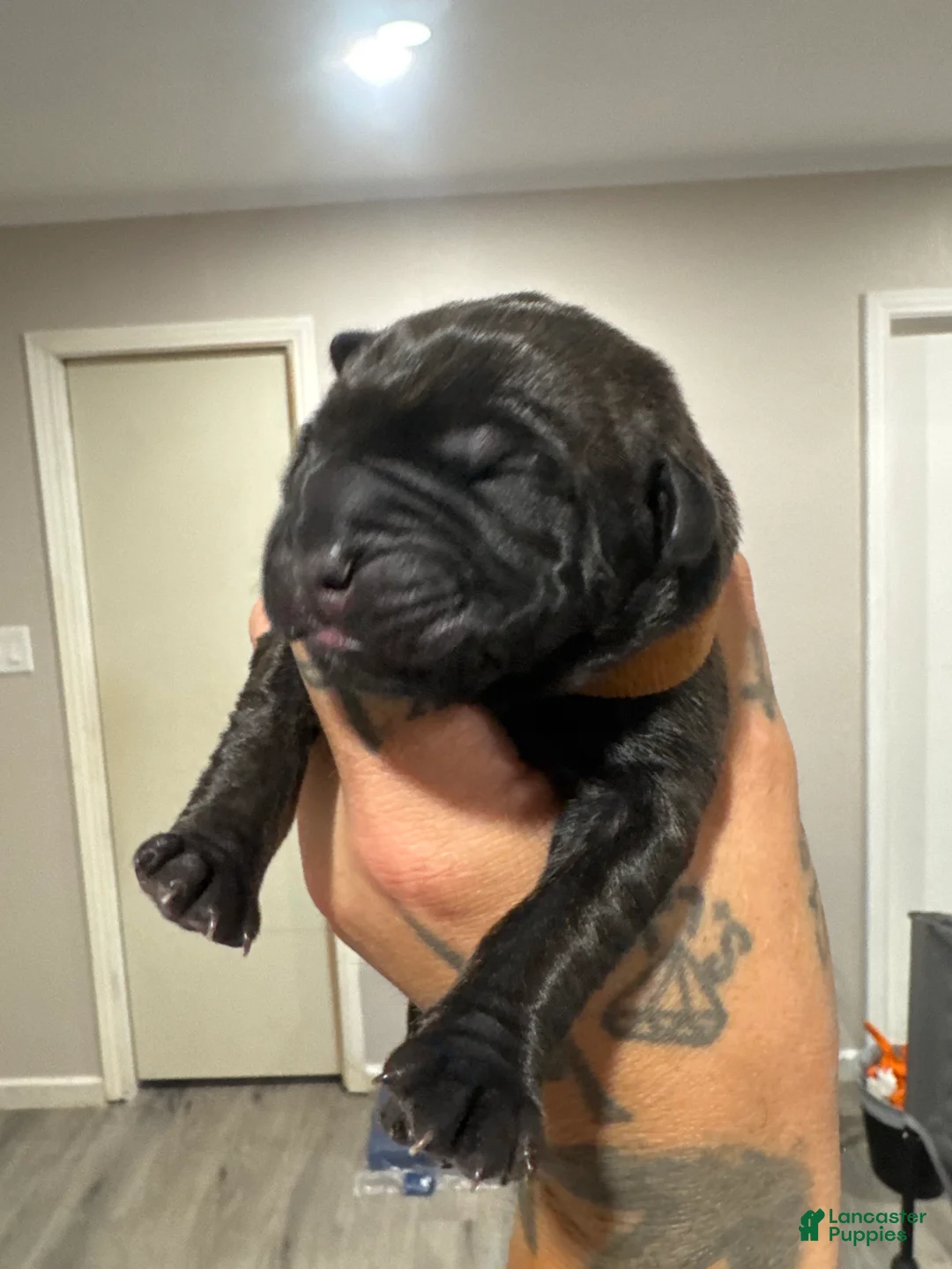 Cane Corso dogs for sale: Cane Corso 1 - Ad 1