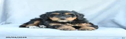 Mini Bernedoodle dogs for sale: Muffin - Ad 3