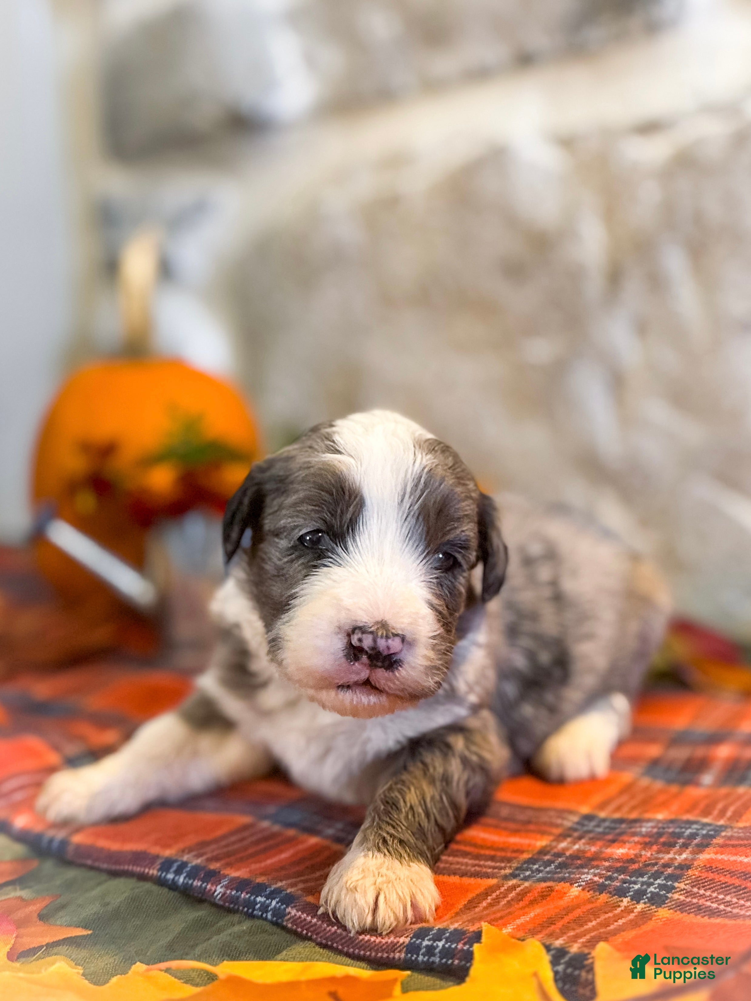 Mini Bernedoodle dogs Arthur - Ad 34