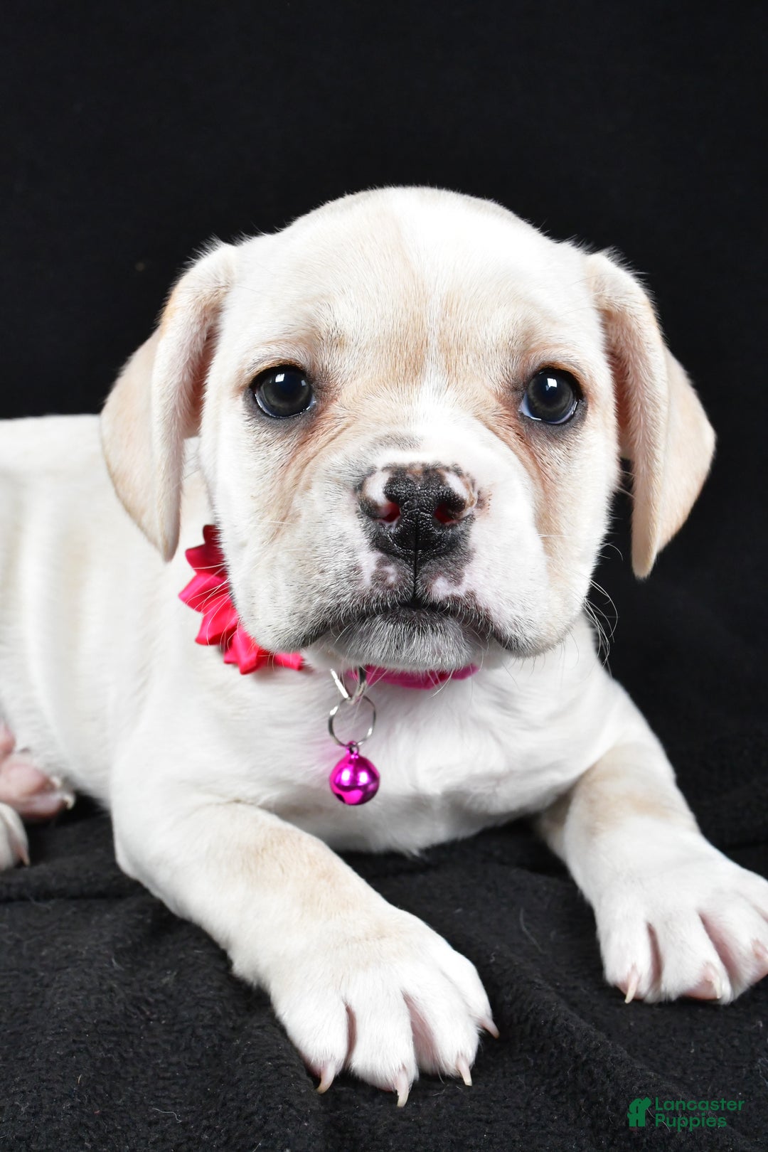 Mixed Breed dogs for sale: Dolly - Ad 3