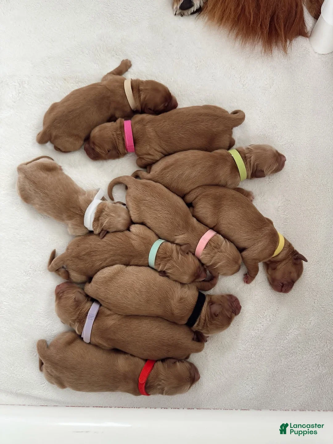 Golden Retriever dogs for stud: Tucker - Ad 2