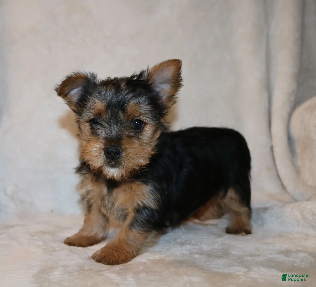 Yorkshire Terrier dogs for sale: Patty - Ad 2