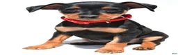 Miniature Pinscher dogs for sale: Bennett - Ad 2