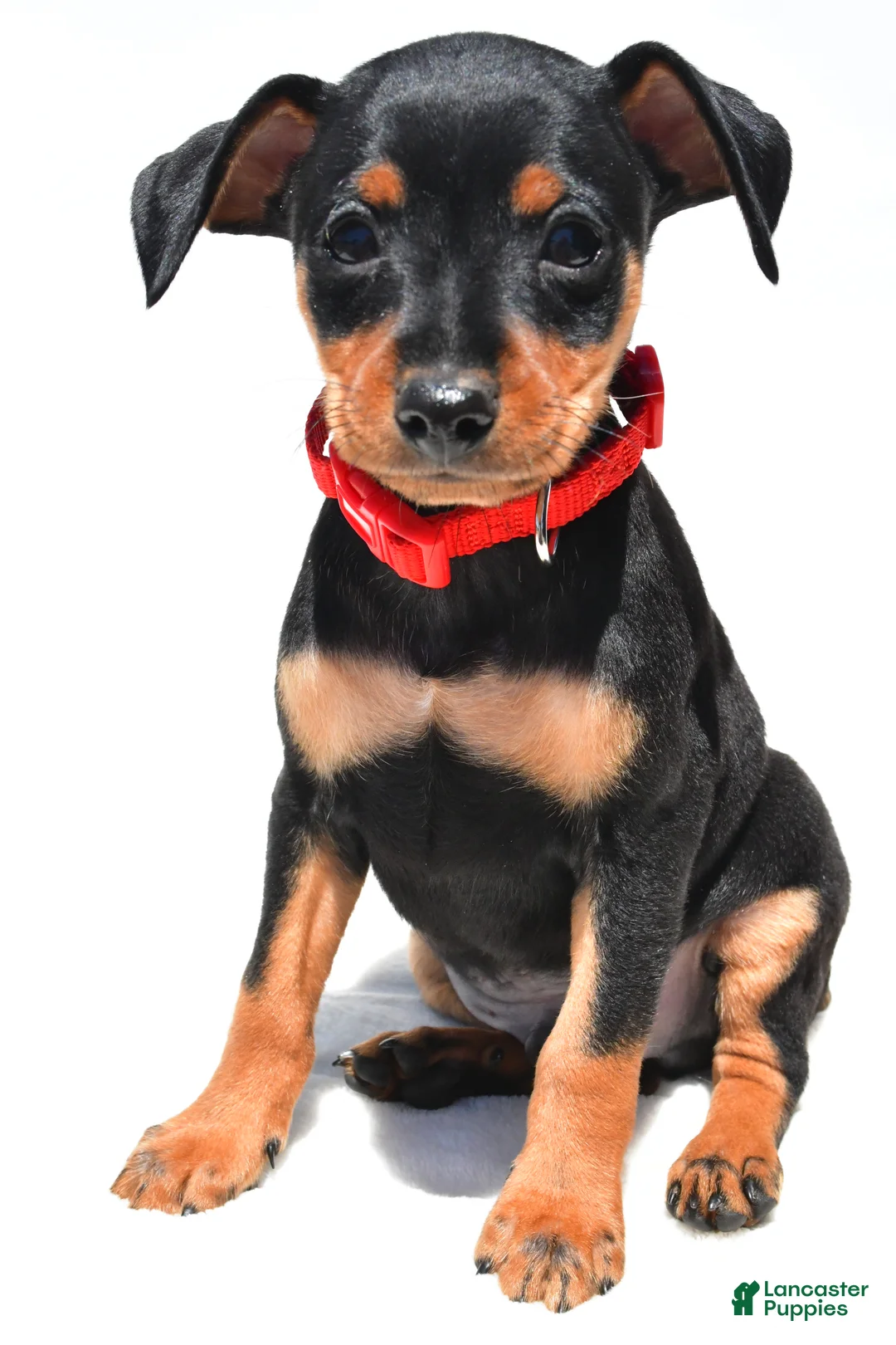 Miniature Pinscher dogs for sale: Bennett - Ad 2