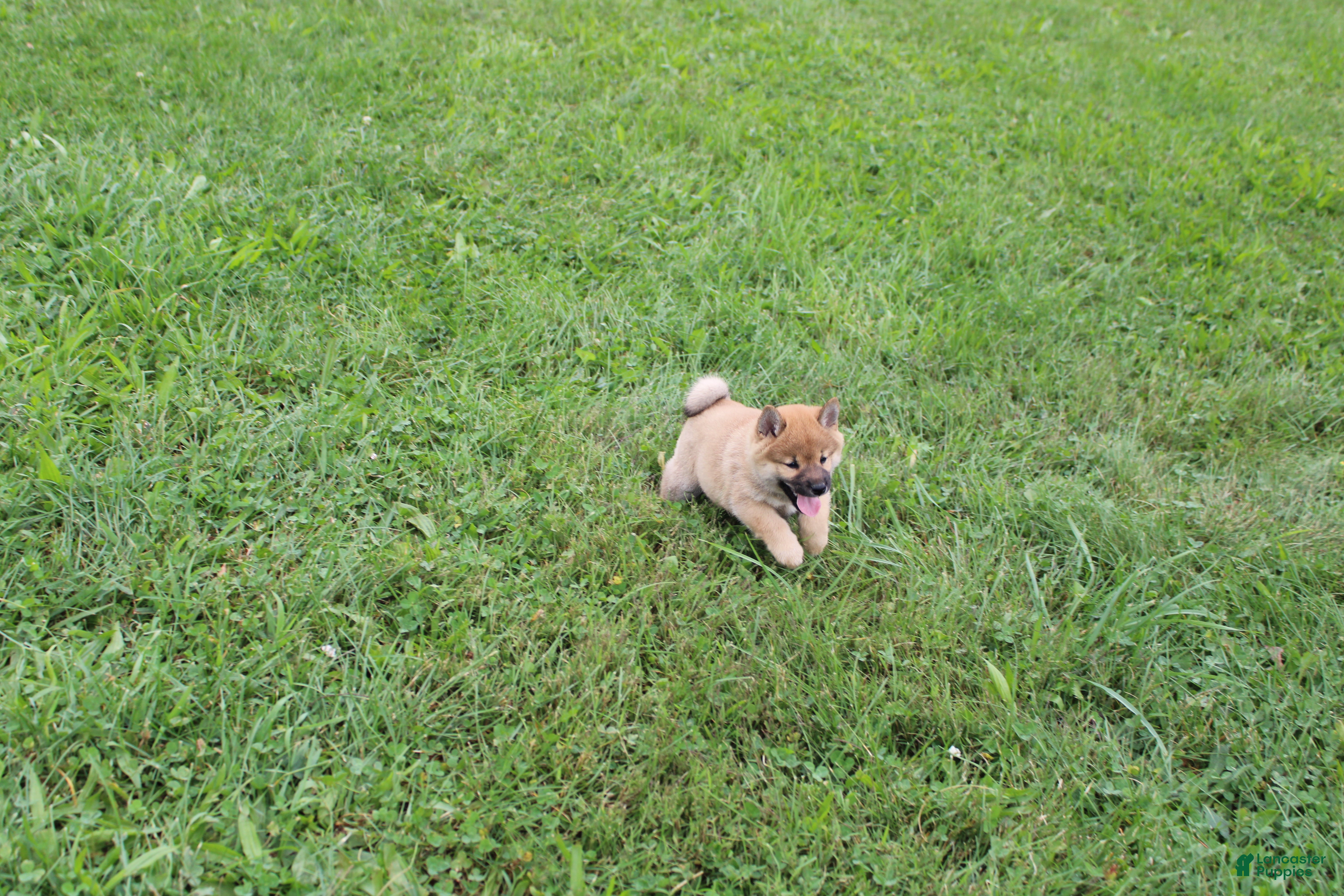 Shiba Inu dogs Beef - Ad 1