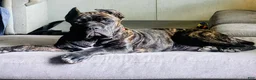 Cane Corso dogs for sale: Cane Corso 2 - Ad 21