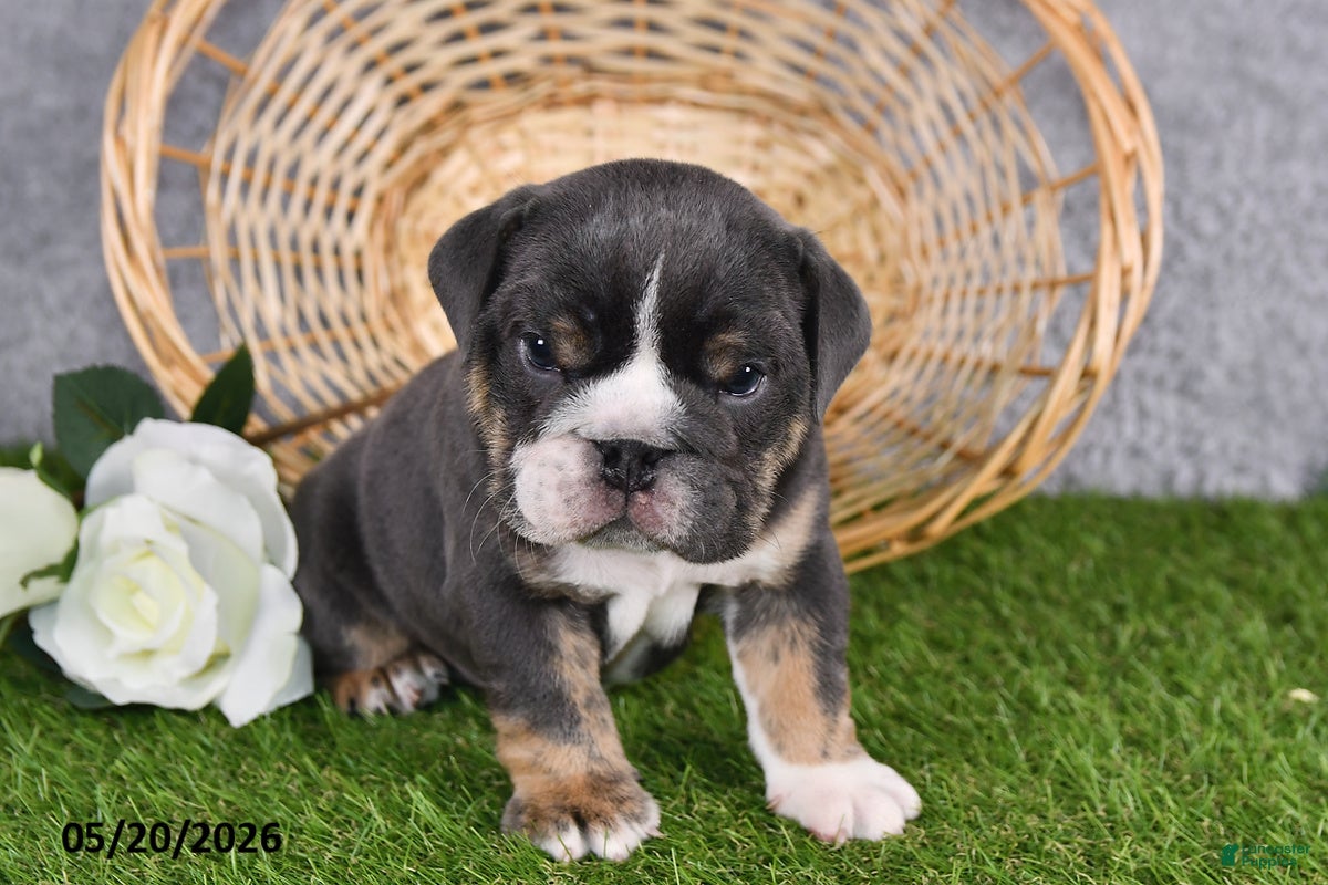 English Bulldog dogs Harmony - Ad 2