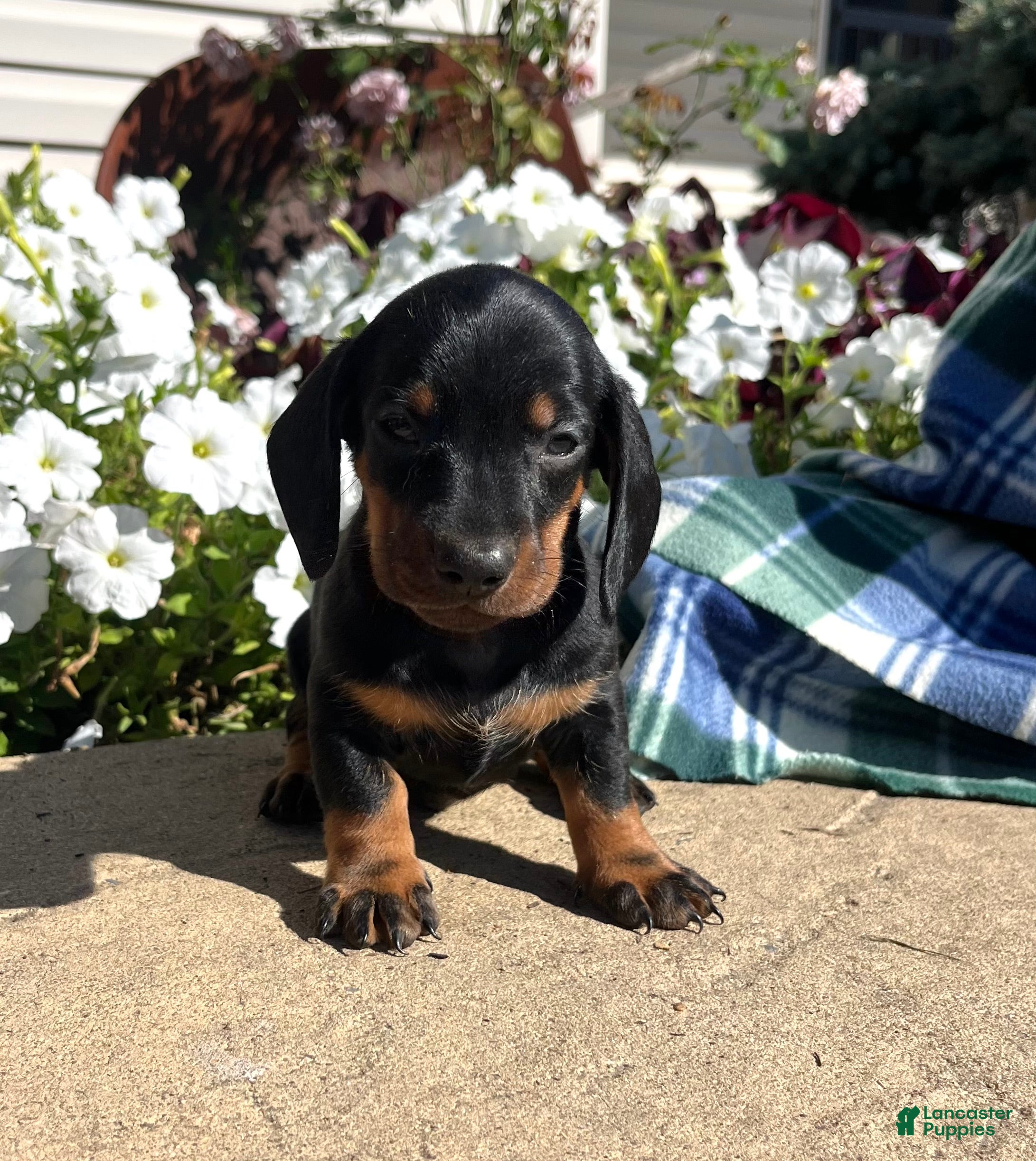 Dachshund dogs Archie❤️ACA Registered🐾 - Ad 10