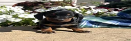 Dachshund dogs for sale: Archie❤️ACA Registered🐾 - Ad 1