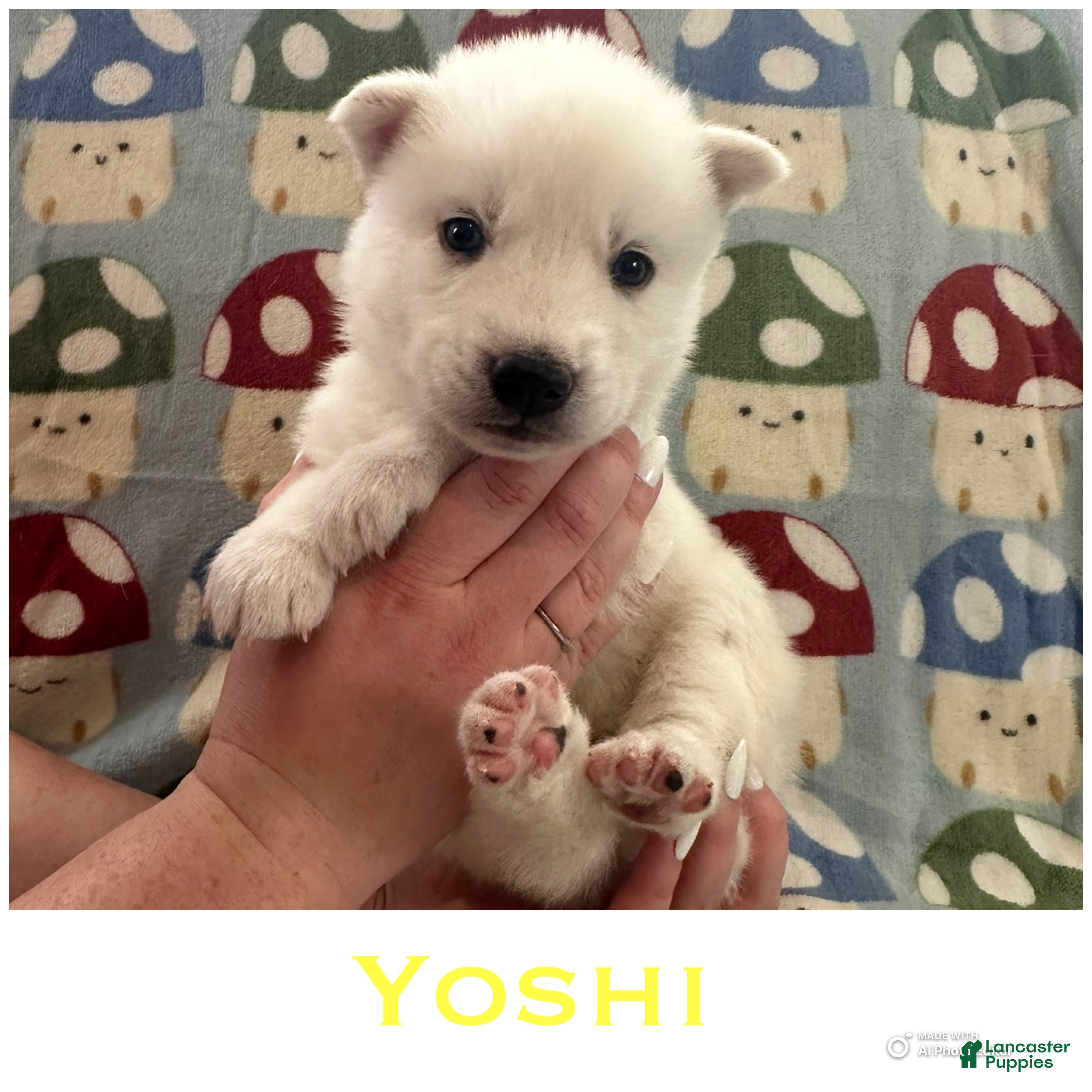 Siberian Husky dogs for sale: Yoshi - Ad 2