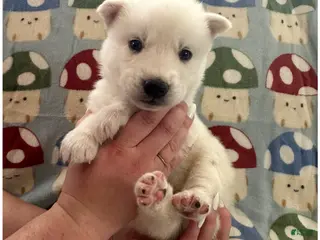 Siberian Husky dogs Yoshi - Ad 40