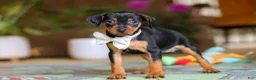 Miniature Pinscher dogs for sale: Zoe - Ad 2
