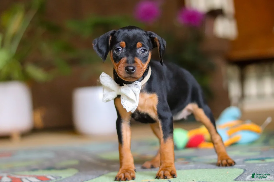 Miniature Pinscher dogs for sale: Zoe - Ad 2