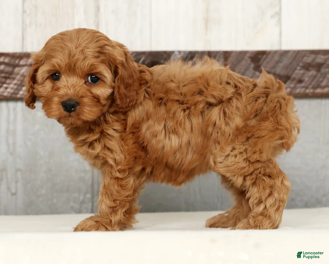 Cockapoo dogs for sale: Heather - Ad 3