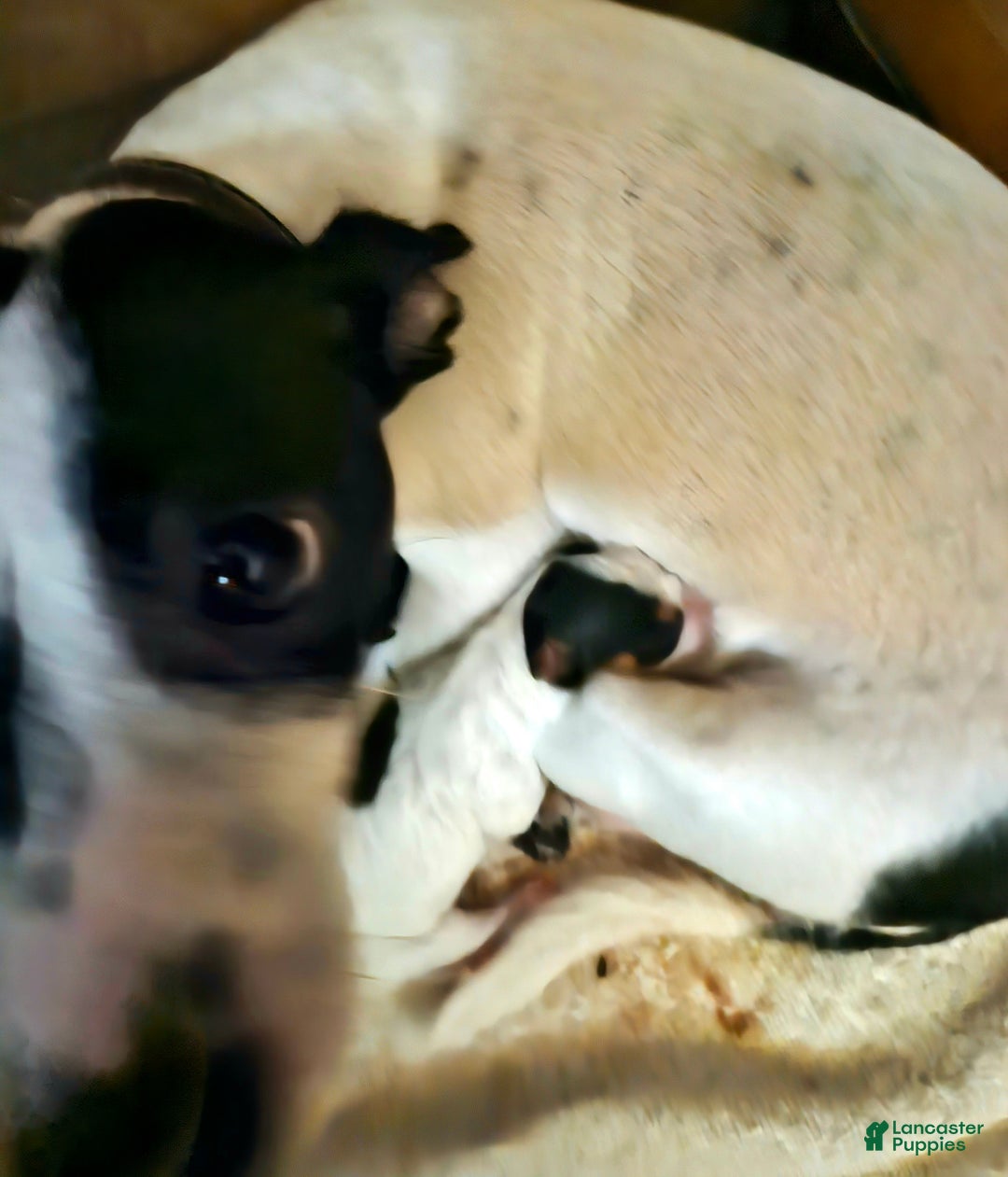 Chihuahua dogs for sale: Freddie - Ad 4