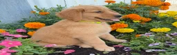 Golden Retriever dogs for sale: Holly - Ad 3