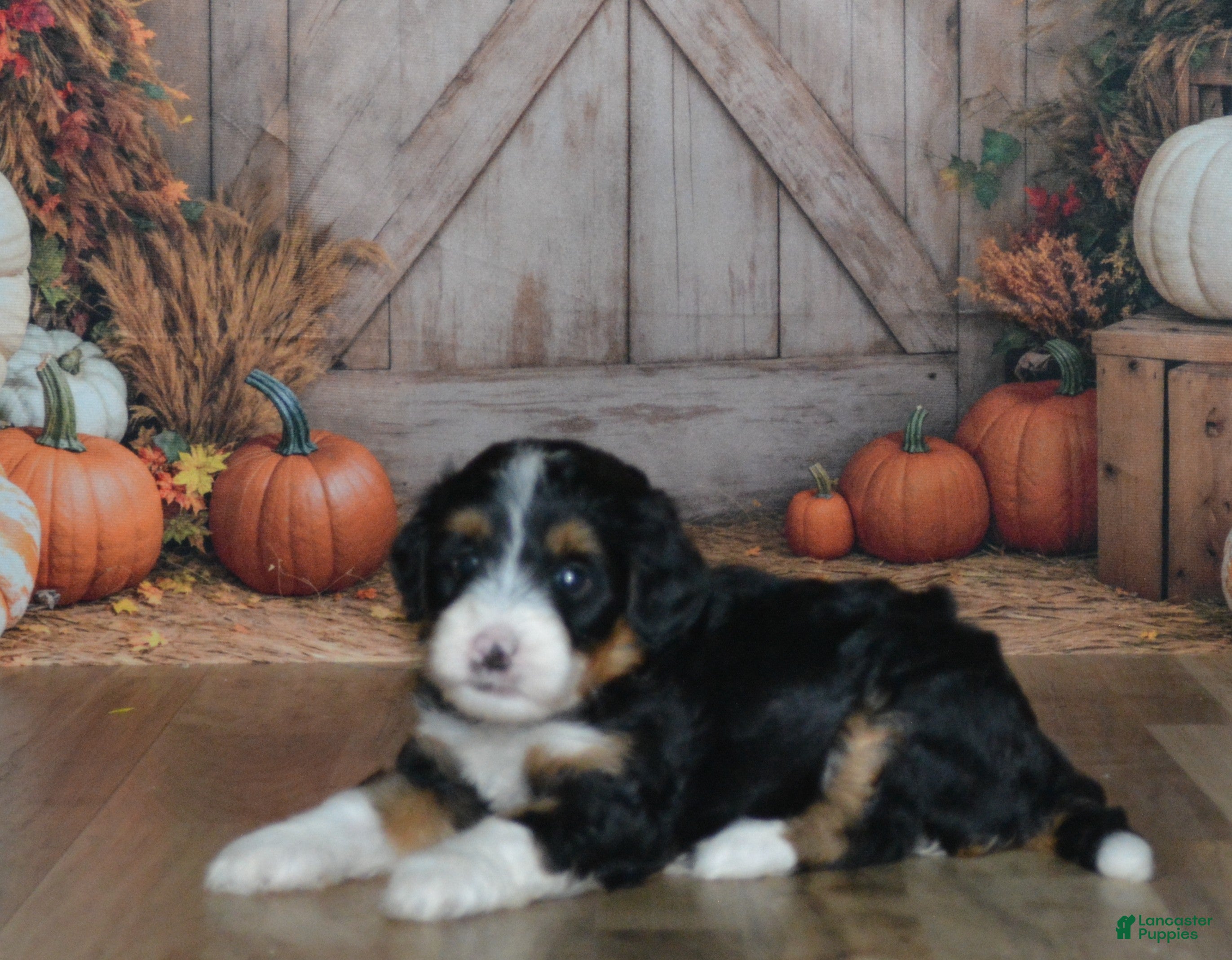 Mini Bernedoodle dogs Heidi - Ad 2