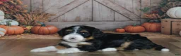 Mini Bernedoodle dogs for sale: Heidi - Ad 2