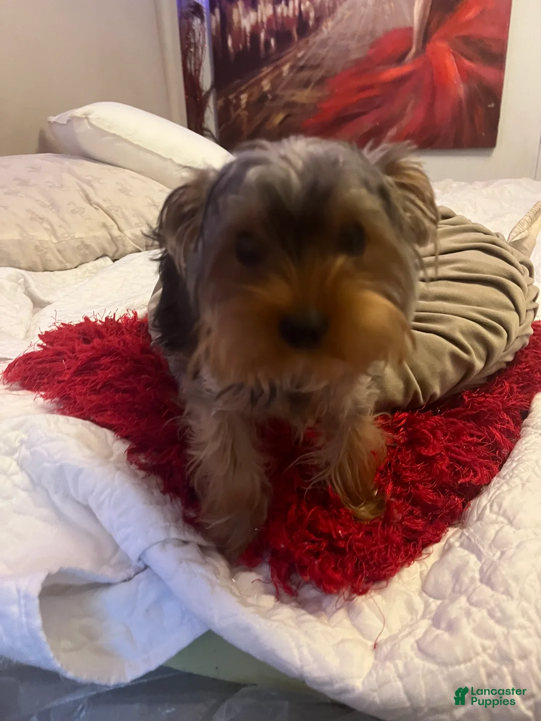 Yorkshire Terrier dogs for sale: Yorkshire Terrier Puppy 1 - Ad 3