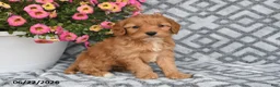 Cavapoo dogs for sale: Taz - Ad 9
