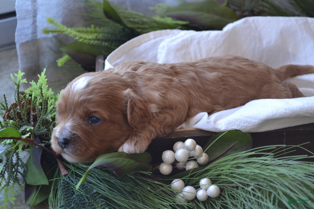 Cavapoo dogs for sale: Griffin - Ad 4