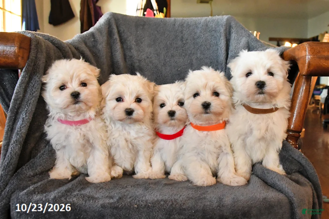 Maltese dogs for sale: Finn - Ad 3
