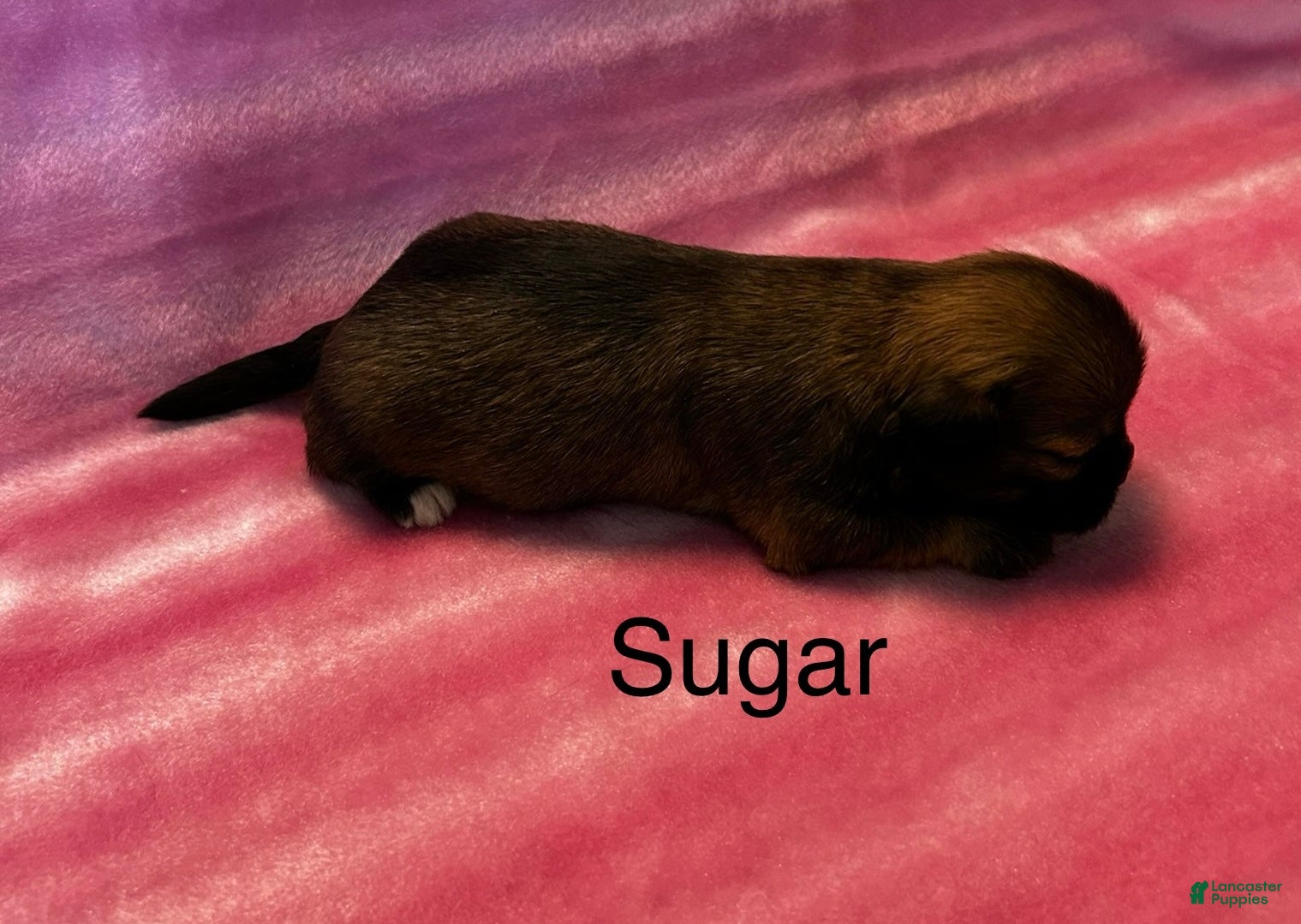 Lhasa Apso dogs Lhasa Apso Puppy 4 - Ad 1