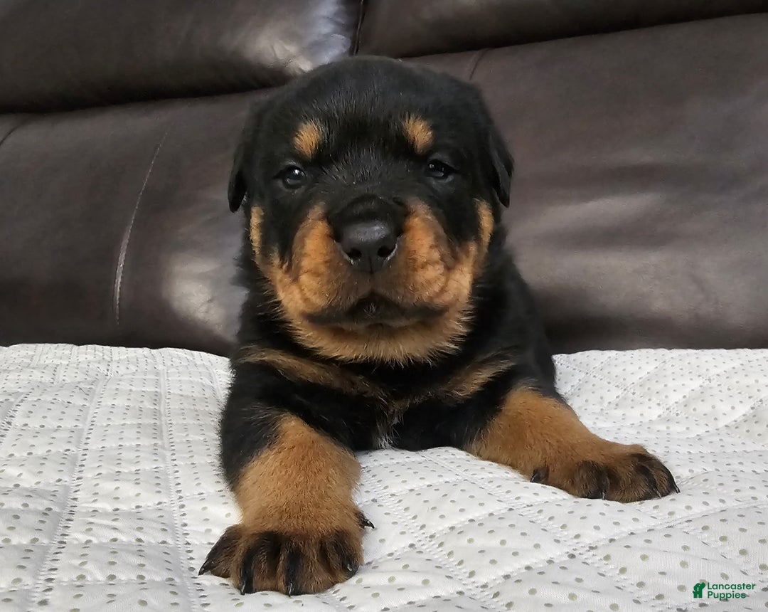 Rottweiler dogs for sale: Rottweiler Puppy 3 Green Male - Ad 1