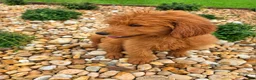 Goldendoodle dogs for sale: Teddy - Ad 3