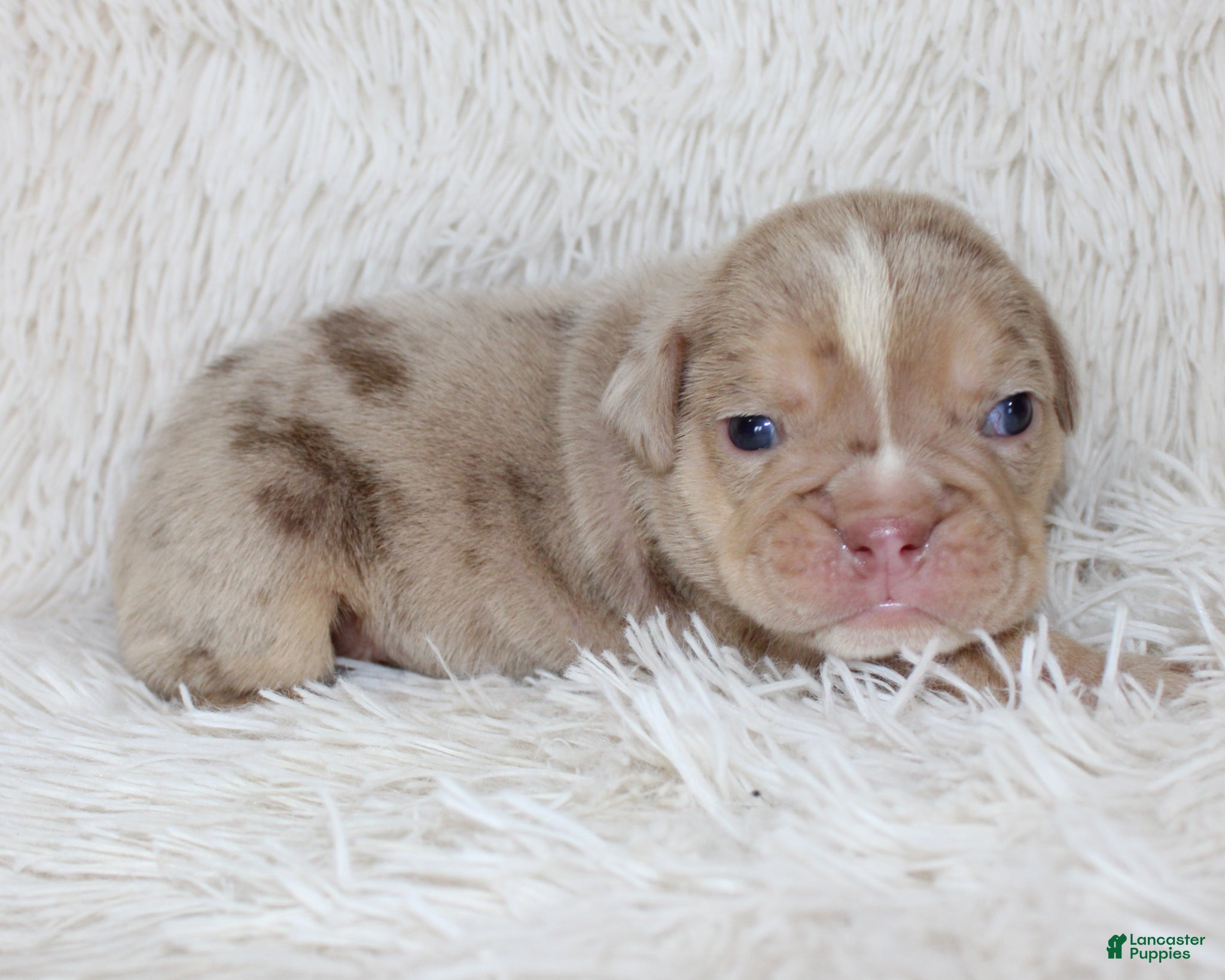 English Bulldog dogs Kacy - Ad 1