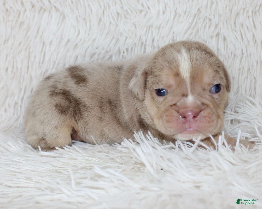 English Bulldog dogs for sale: Kacy - Ad 1