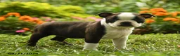 Boston Terrier dogs for sale: Chiamaka - Ad 5