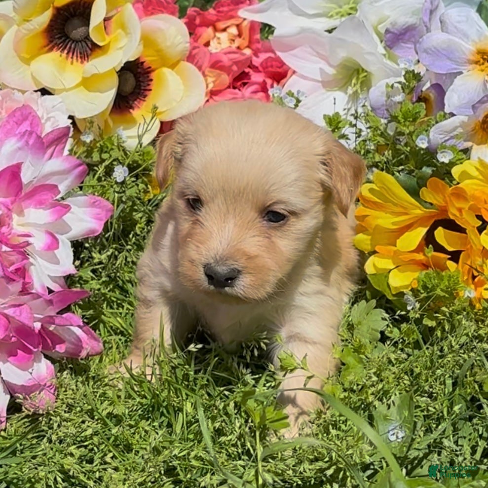 Mini Goldendoodle dogs Blossom  - Ad 2